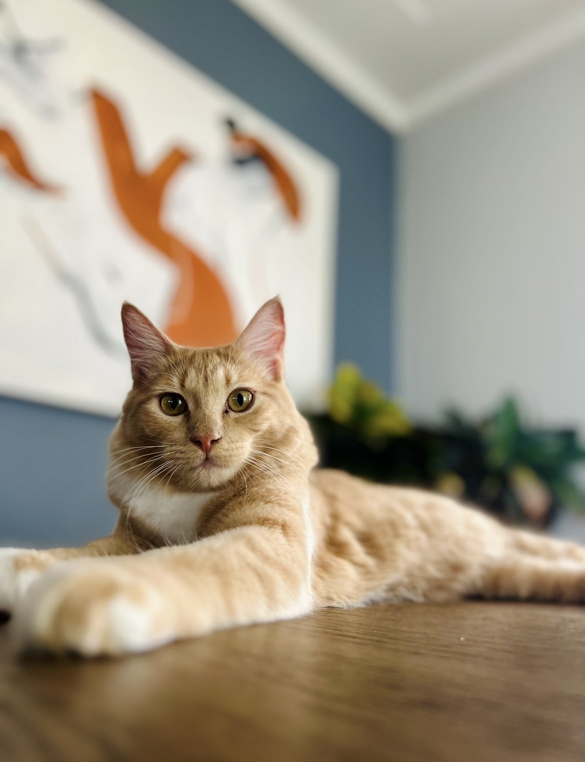 Orange cat relaxing at home