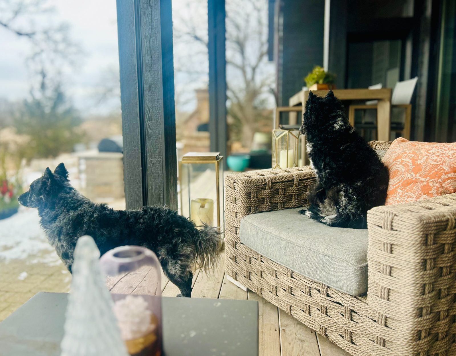 Two dogs walking